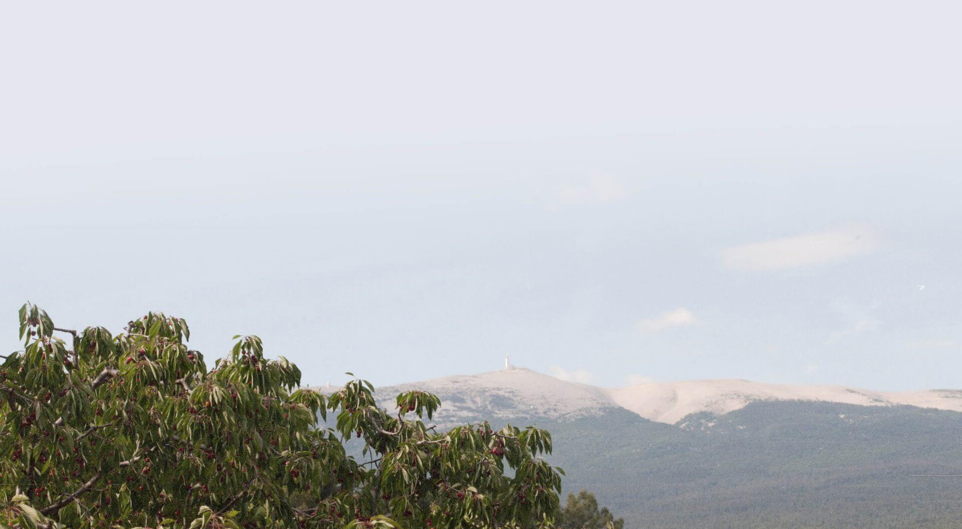Cerisier devant le Mont Ventoux