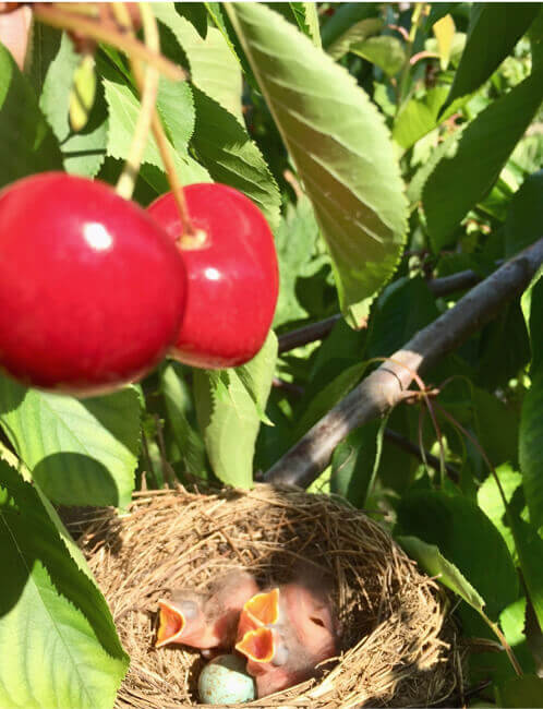 Cerise devant un nid