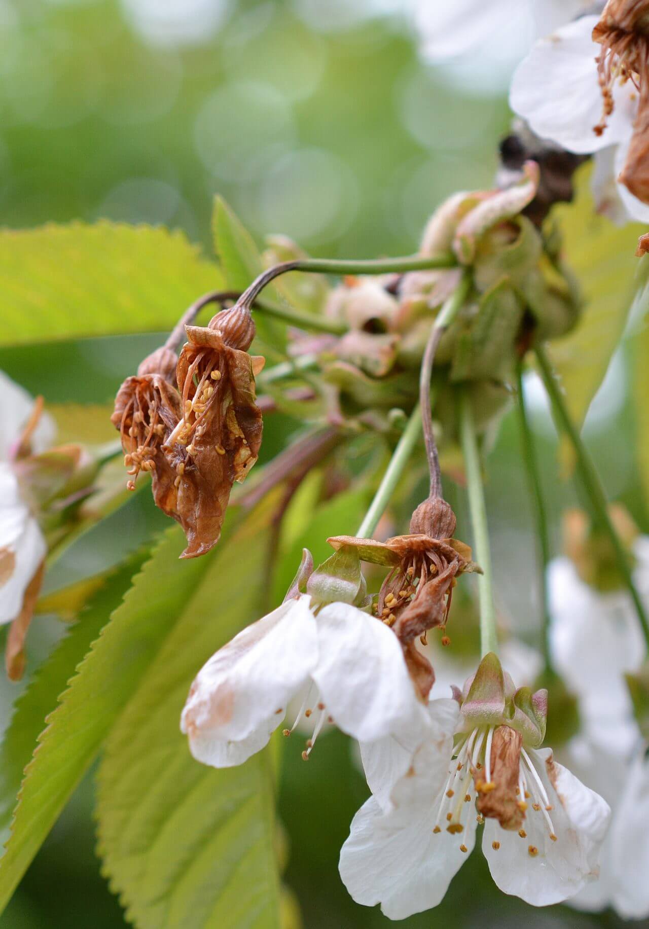 Après L'hiver Les Fleurs De Cerisiers Gratuit