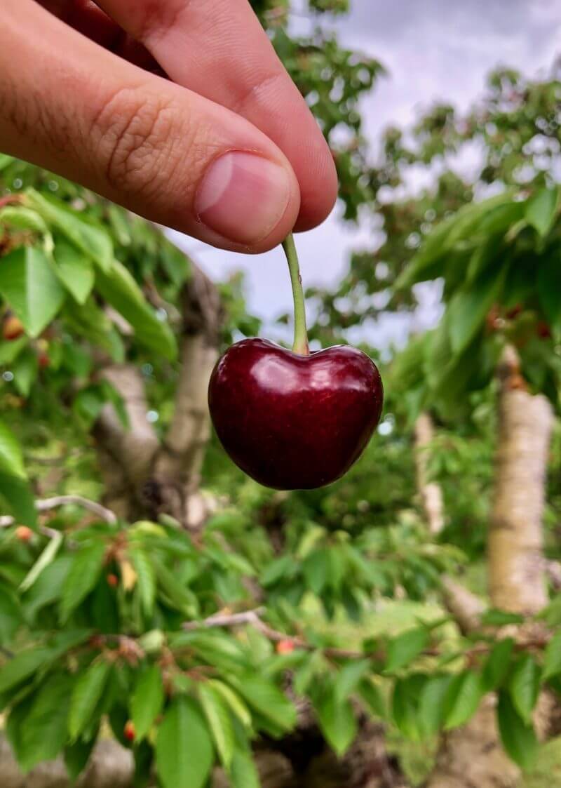 Nos Cerises Cerises Lazare — free download