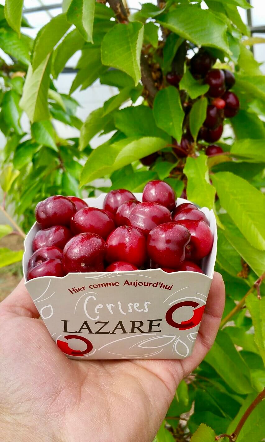 Barquette cerises