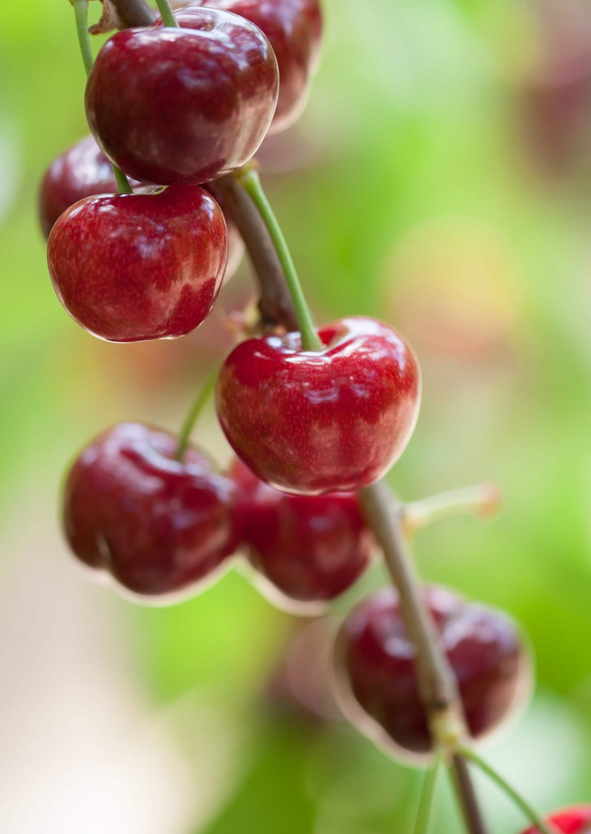 Cerises portrait 2